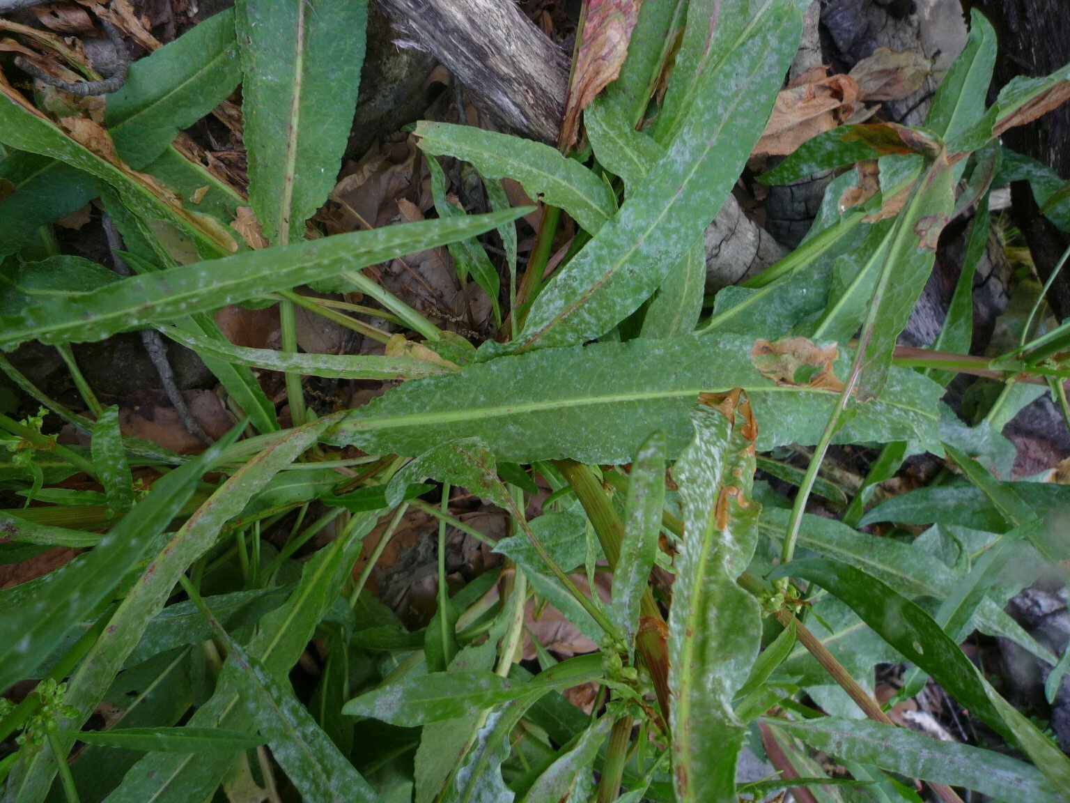 High Resolution Rumex salicifolius Leaf